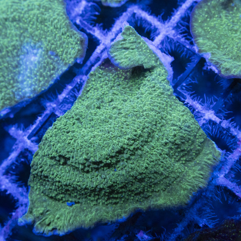 Green Monti WYSIWYG live coral for sale at AquaGemCorals