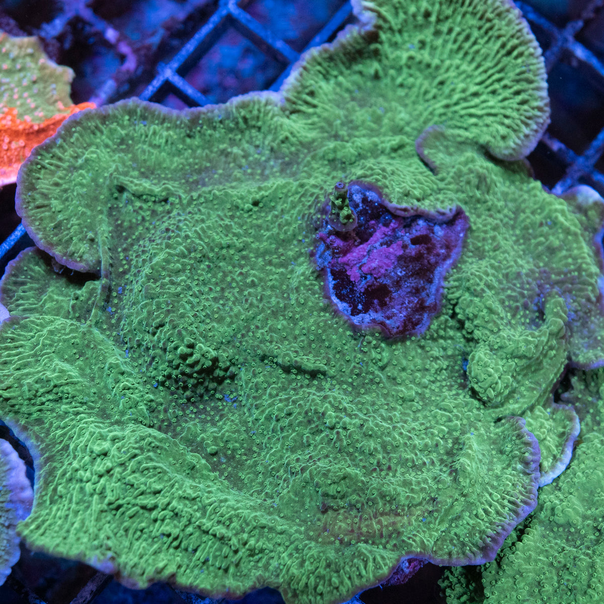 Green Monti coral frag from AquaGem Corals