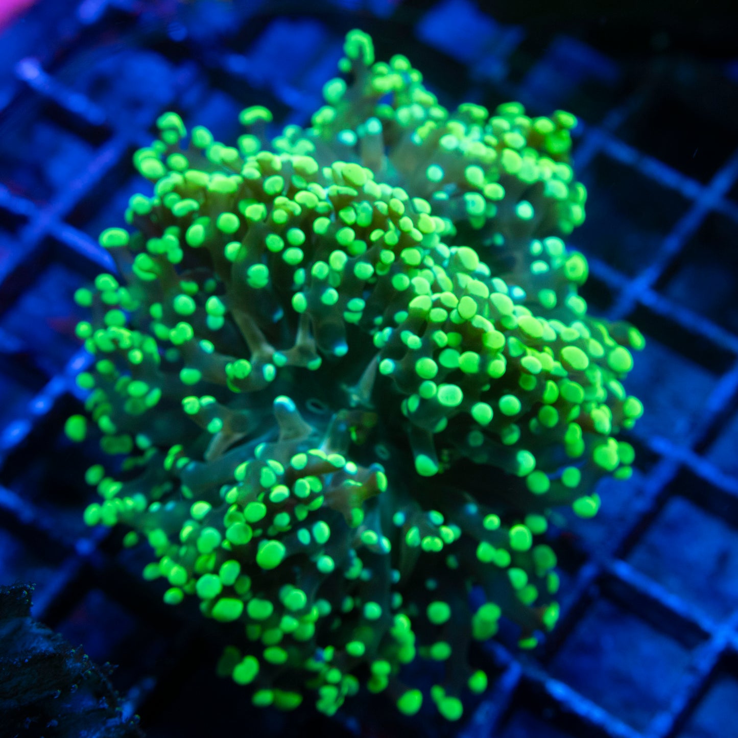 Green Octospawn 2 Polyps WYSIWYG coral from AquaGemCorals