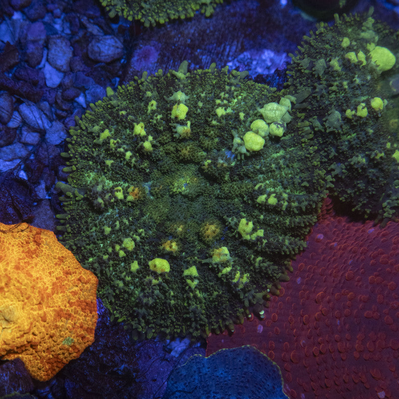 Green Rhodactis Bounce Mushroom