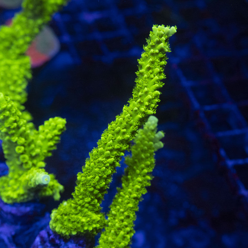 Green Slimer Acro WYSIWYG live coral for sale at AquaGemCorals