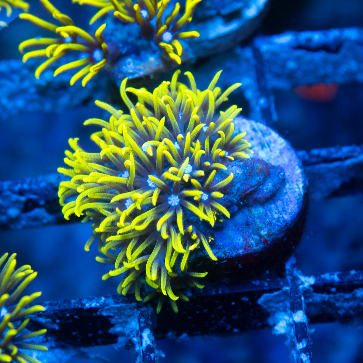 Green Star Polyp live reef coral - AquaGemCorals