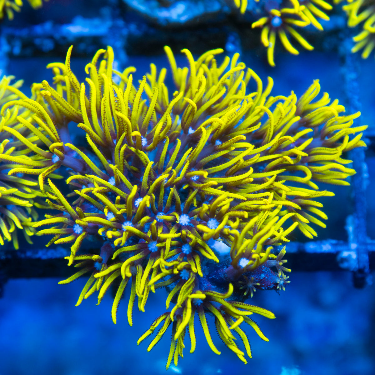 Green Star Polyp live reef coral - AquaGemCorals