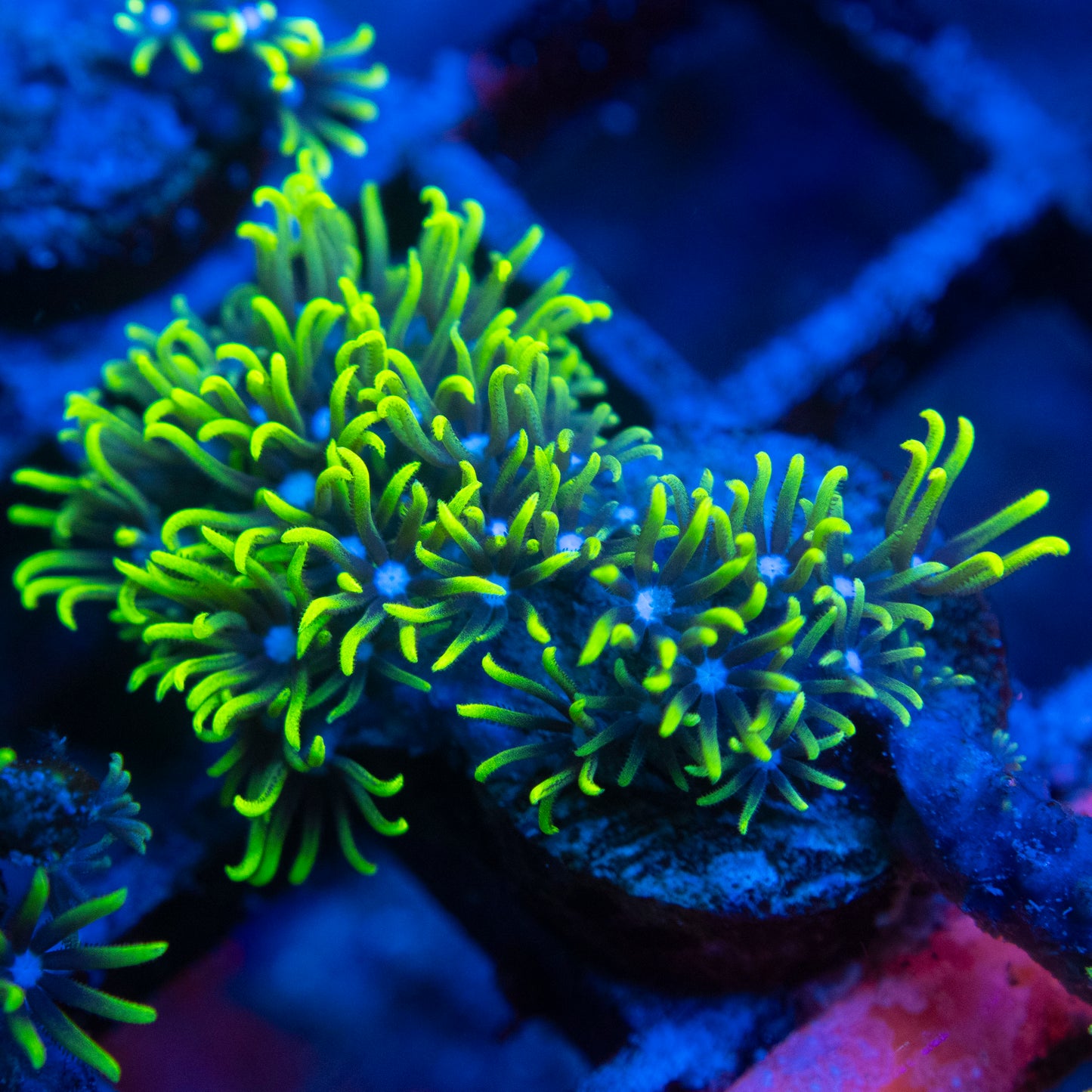 Green Star Polyp WYSIWYG coral from AquaGemCorals