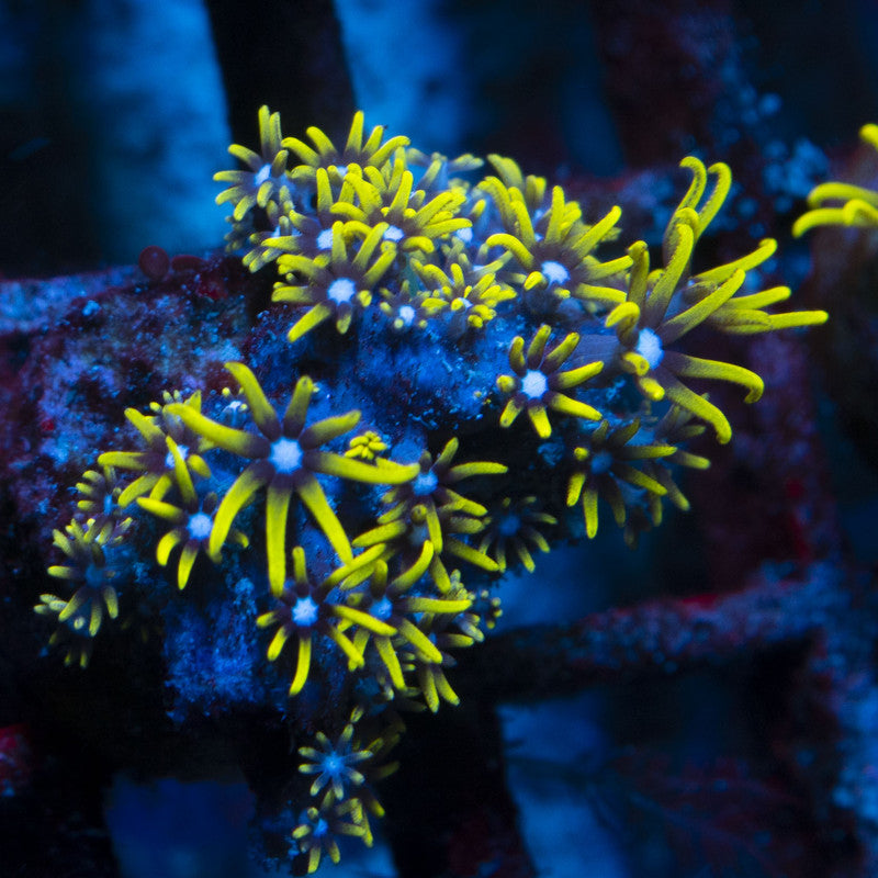 Green Star Polyps live coral for reef aquarium