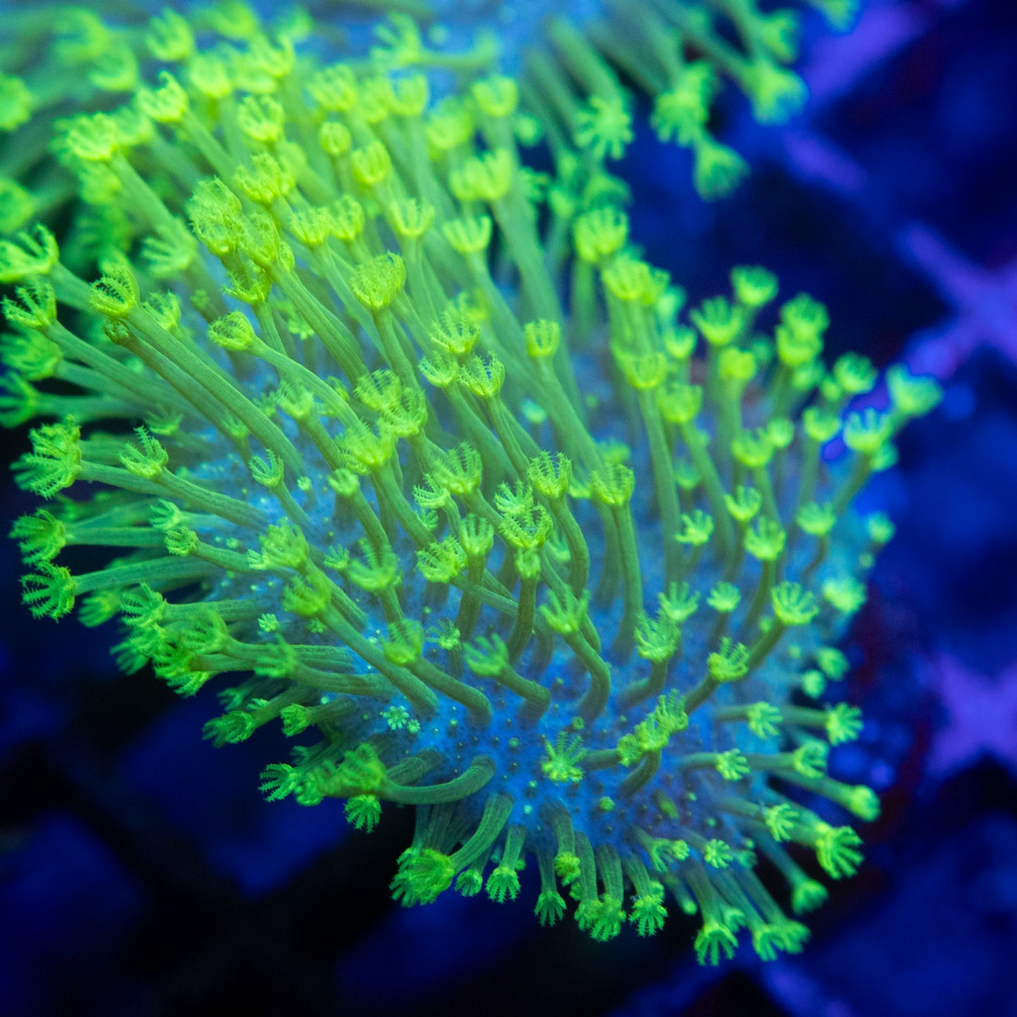 Green Toadstool WYSIWYG coral from AquaGemCorals