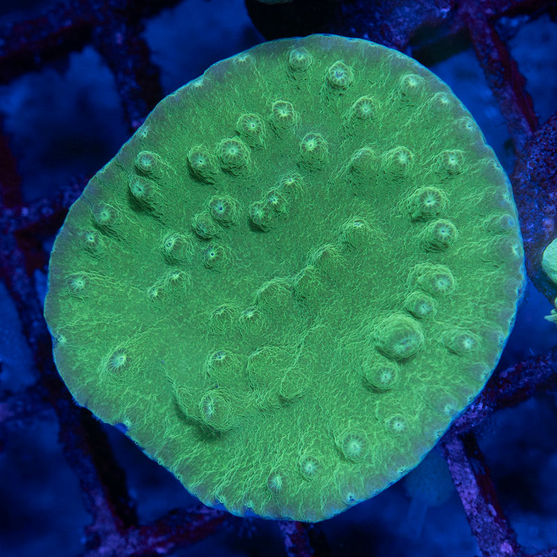 Green Turbinaria - AquaGemCorals