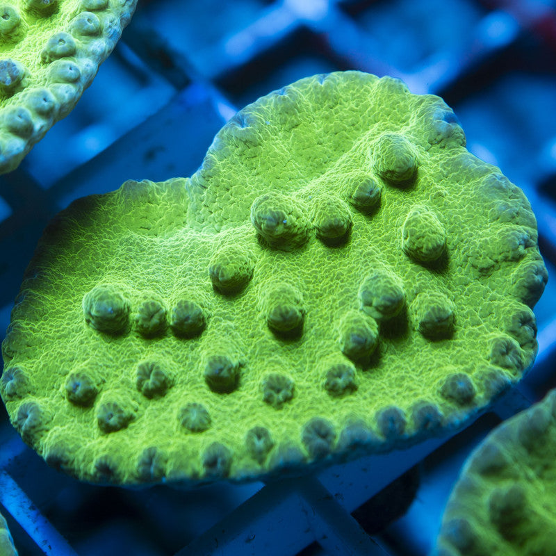 Green Turbinaria live coral for reef aquarium