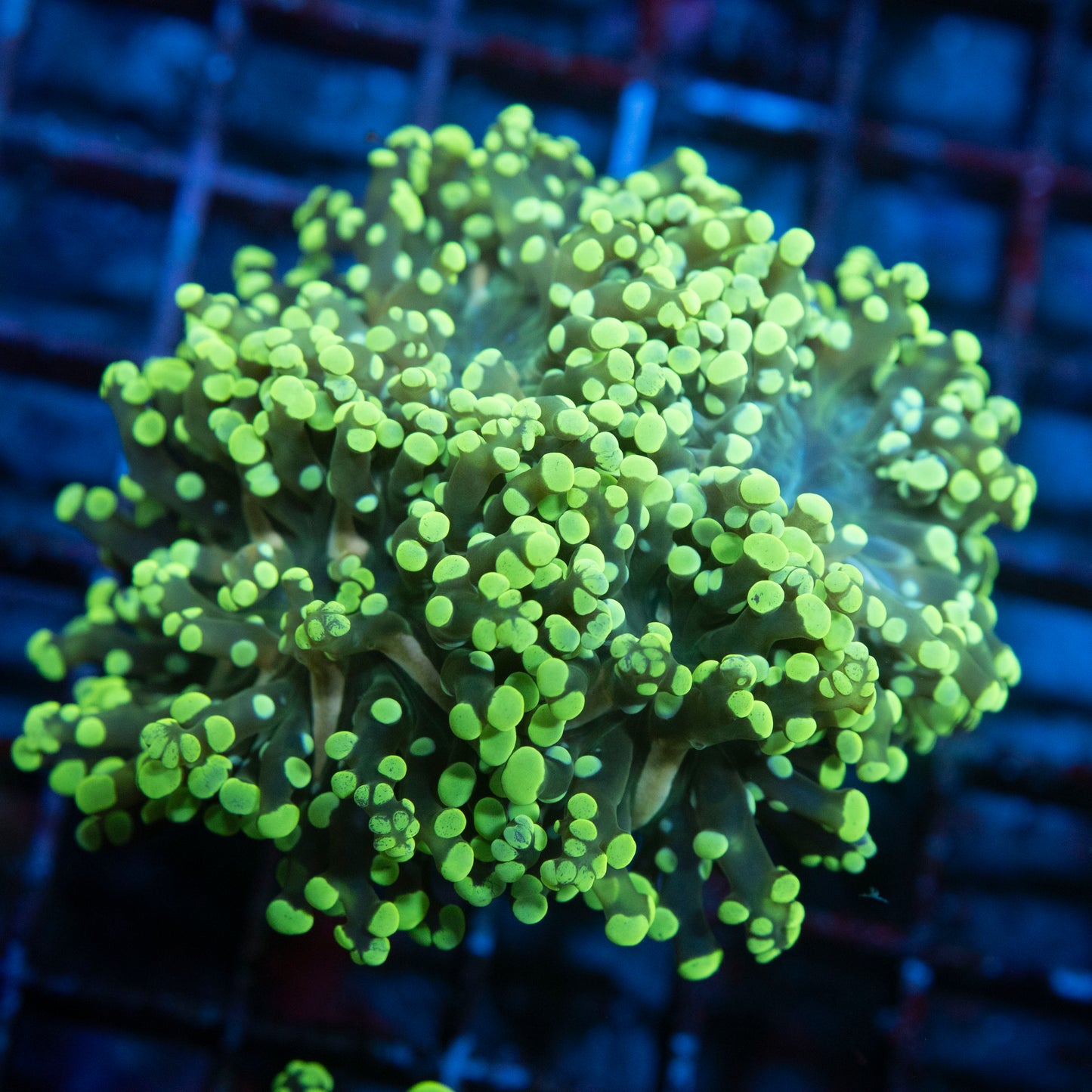 Green Branching Octospawn