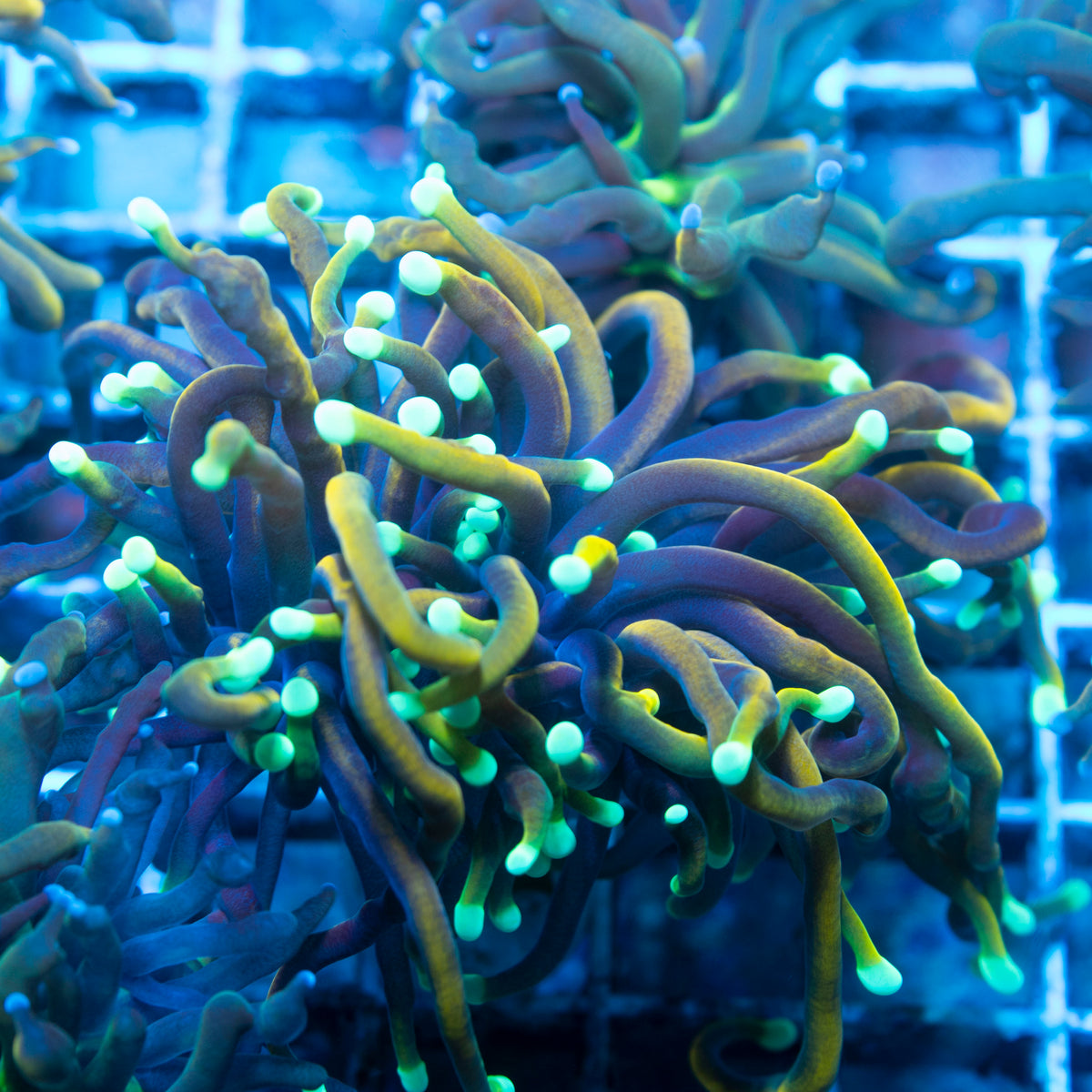 Hellfire Torch live reef coral - AquaGemCorals
