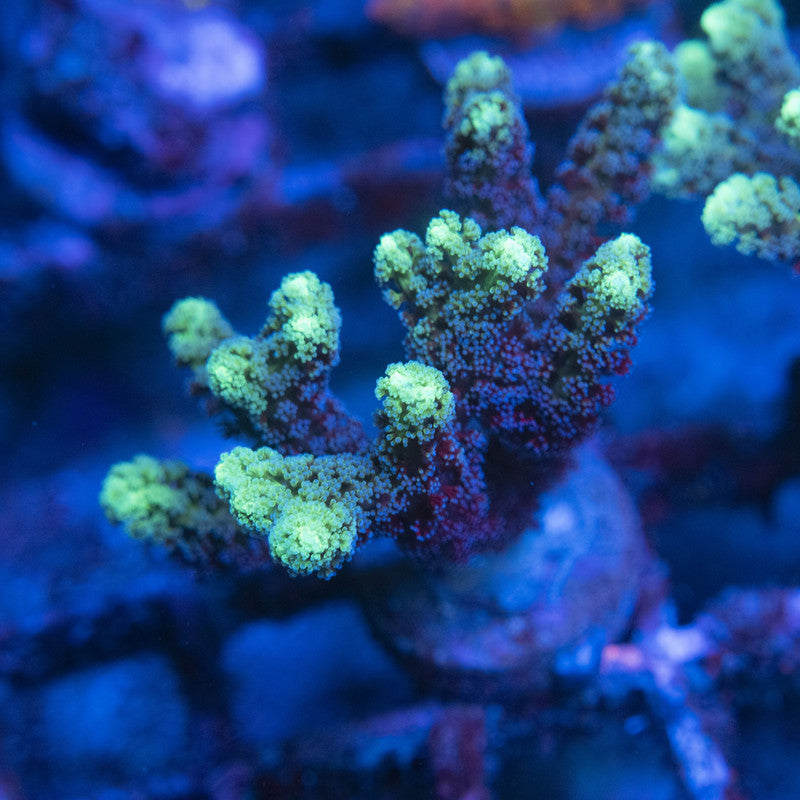 Highliter Seriatopora WYSIWYG live coral for sale at AquaGemCorals
