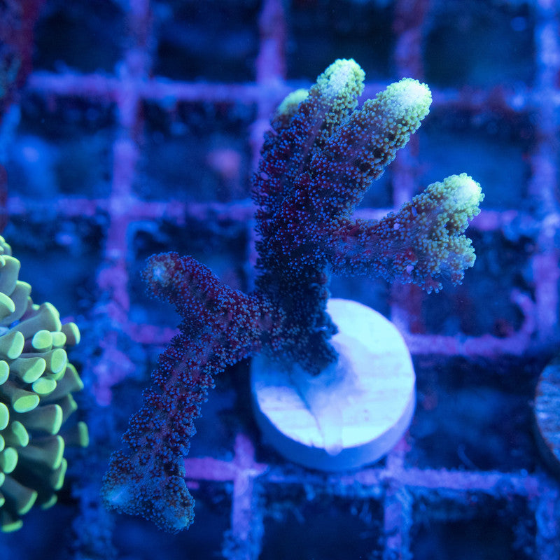 Highliter Seriatopora WYSIWYG live coral for sale at AquaGemCorals