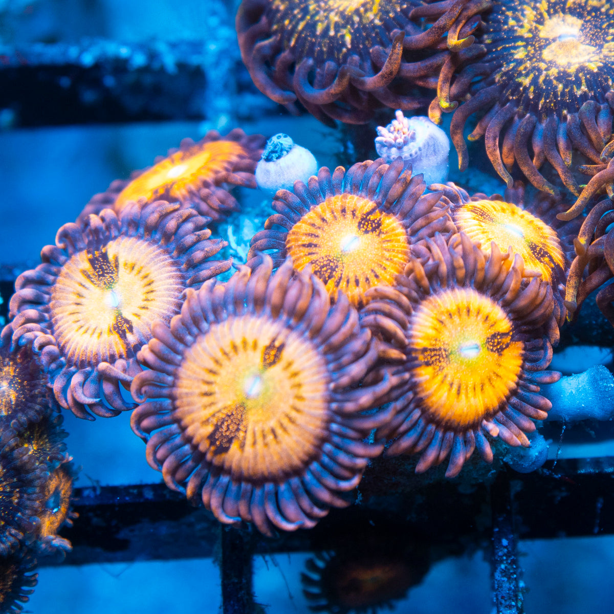 Hippi Duster Zoas live reef coral - AquaGemCorals