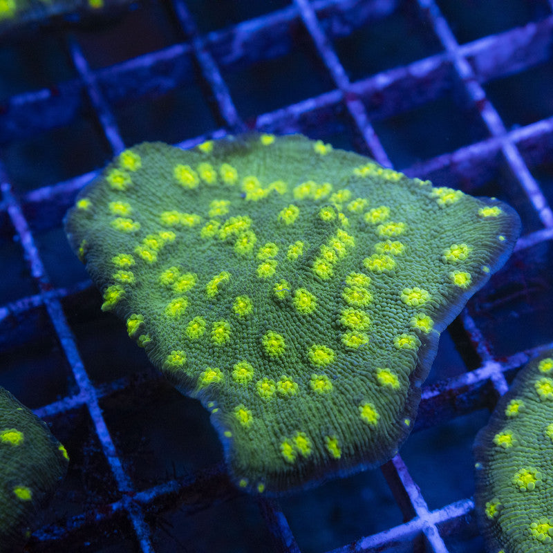 Hollywood Stunner Chalice WYSIWYG live coral for sale at AquaGemCorals