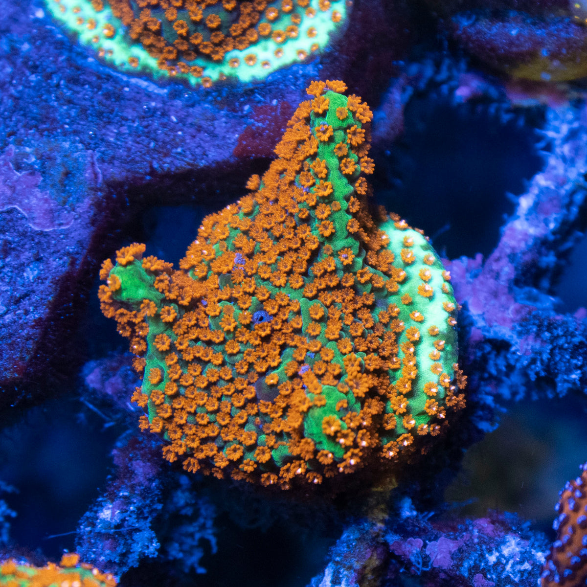 Hot Chili Peper Monti coral frag from AquaGem Corals
