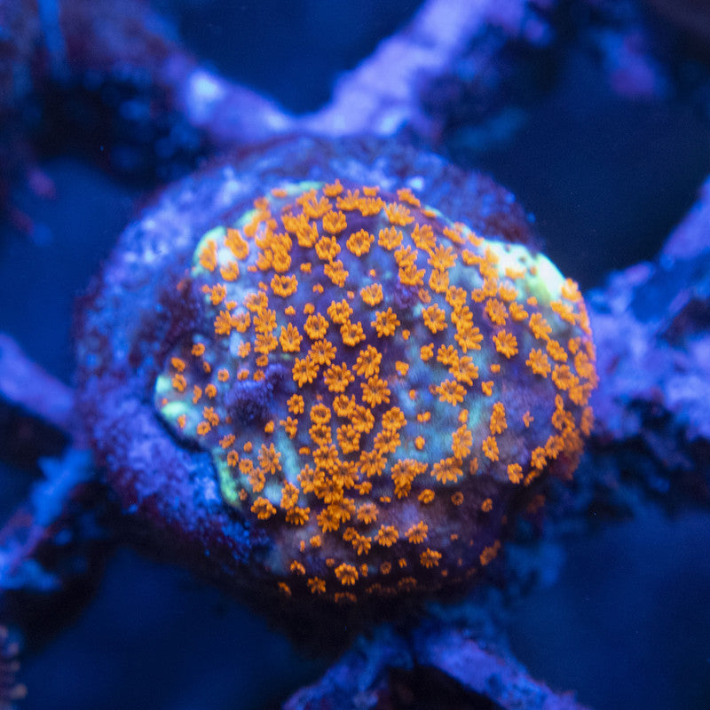 Hot Chili Peper Monti WYSIWYG live coral for sale at AquaGemCorals