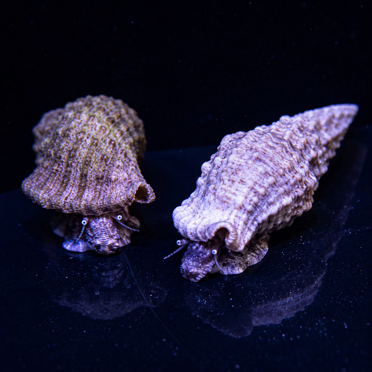 Ceriths Snails