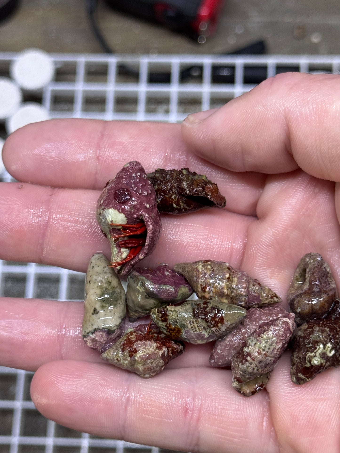 Scarlet red legged Hermits - AquaGemCorals