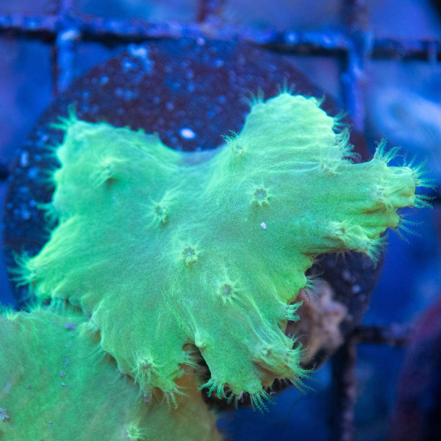 Indo Cabage Corals live coral for saltwater reef aquarium