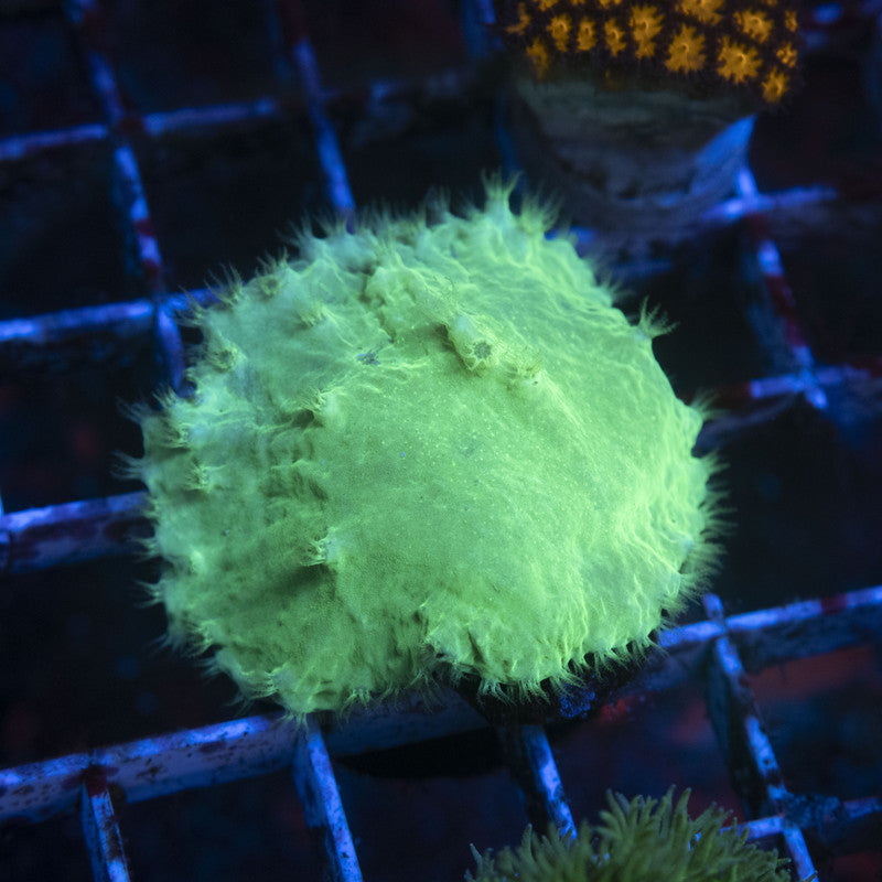 Indo Green Cabbage Leather (19)