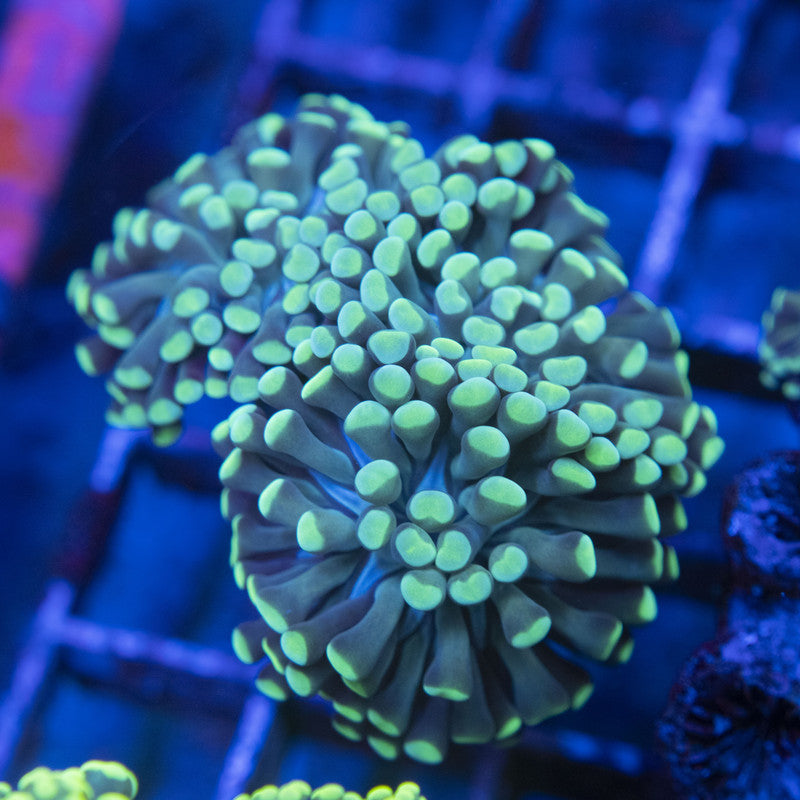 Indo Green Hammer WYSIWYG live coral for sale at AquaGemCorals