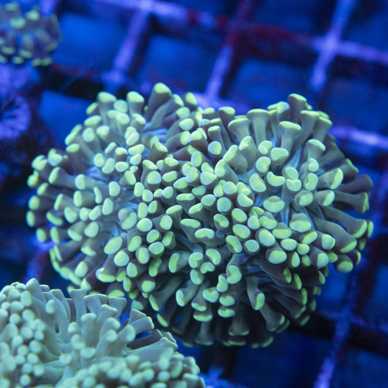 Indo Green Hammer WYSIWYG live coral for sale at AquaGemCorals