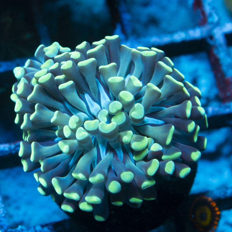 Indo Green Hammer live coral for reef aquarium