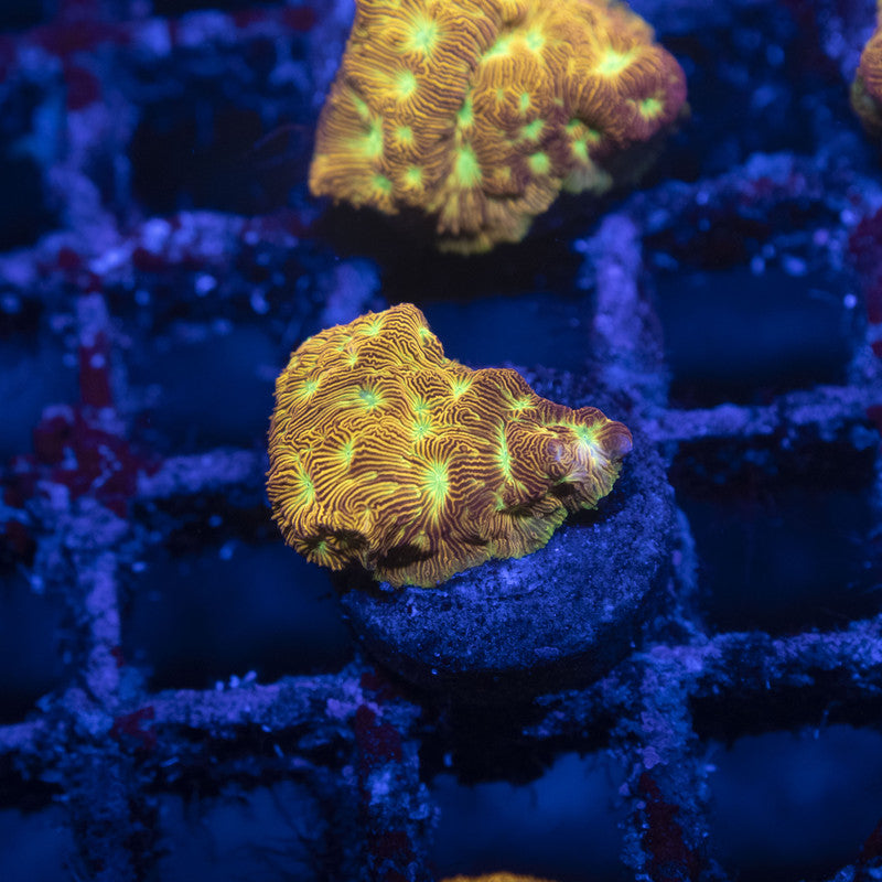 Jack O Lantern leptoseris