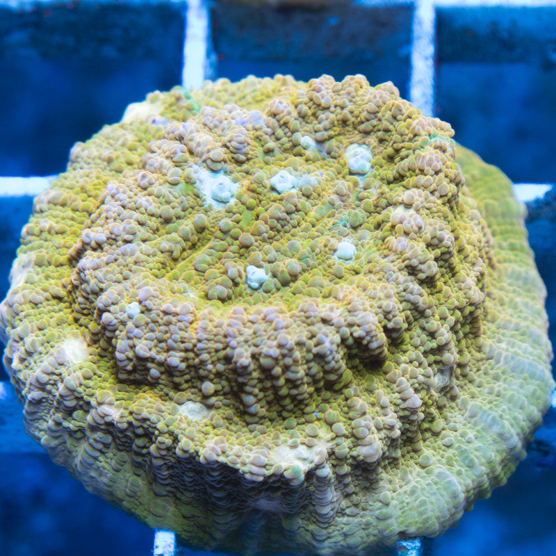 Jason Fox Orange Zombie Chalice live coral for reef aquarium