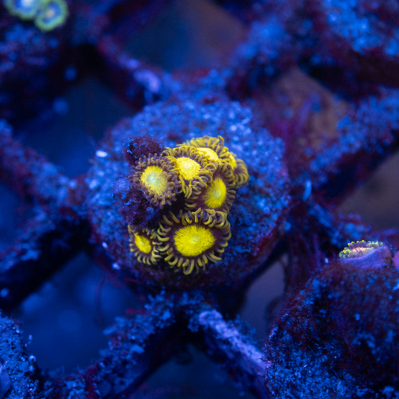 King Midas Zoa - AquaGemCorals