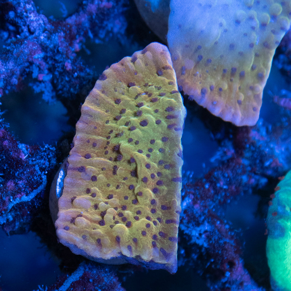 Kung Pao Montipora coral frag from AquaGem Corals