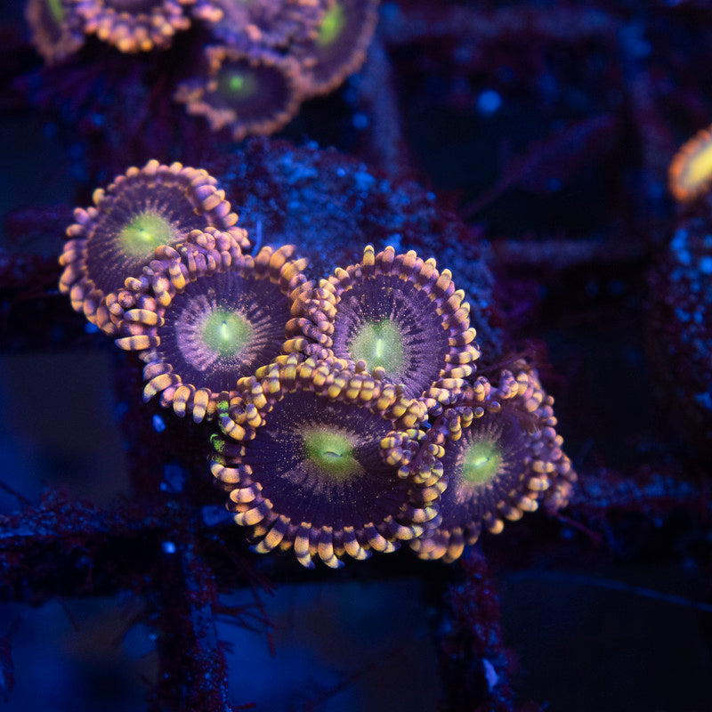 LC Antimatter Zoanthid - AquaGemCorals