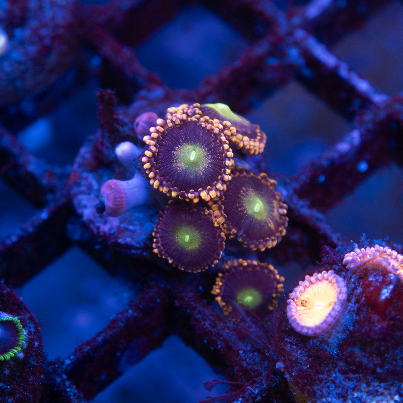 LC Antimatter Zoanthid - AquaGemCorals