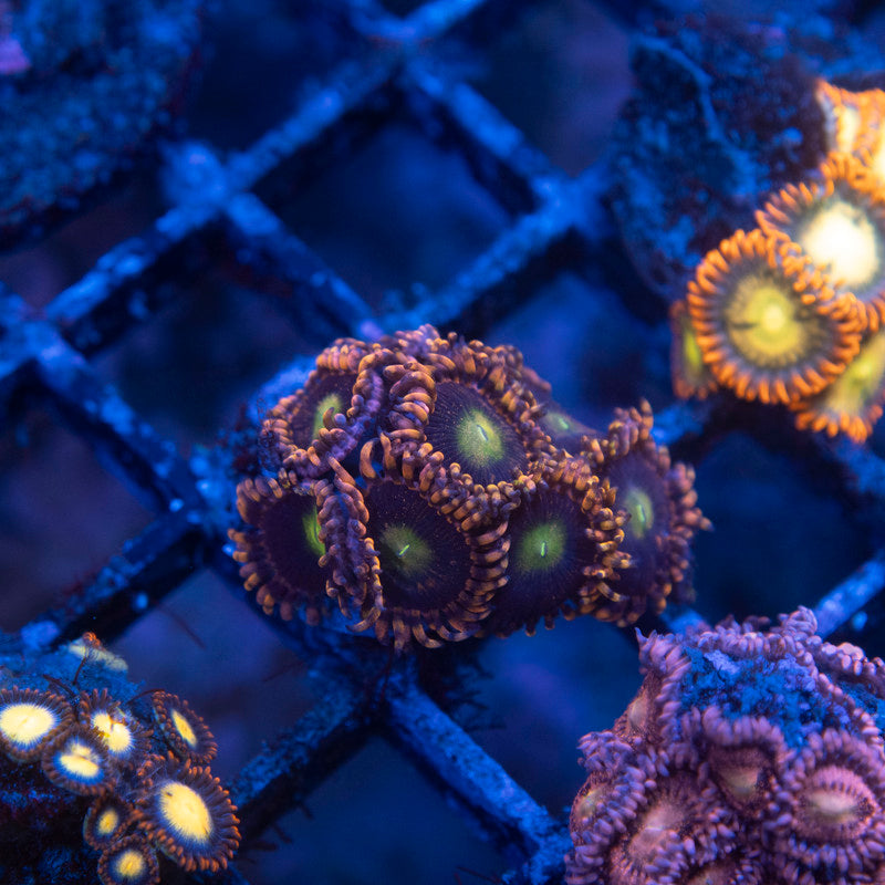 LC Antimatter Zoanthid