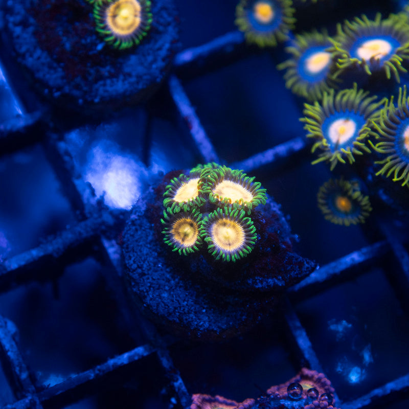 Laser Lemon Zoa