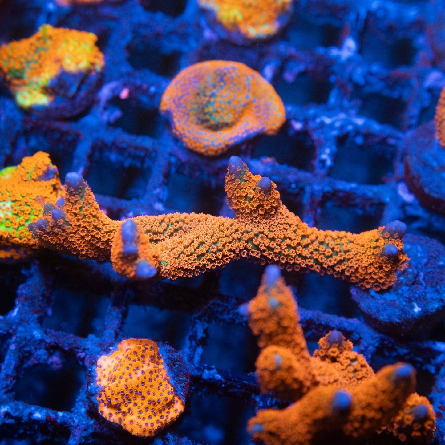 Forest Fire Montipora Digitata