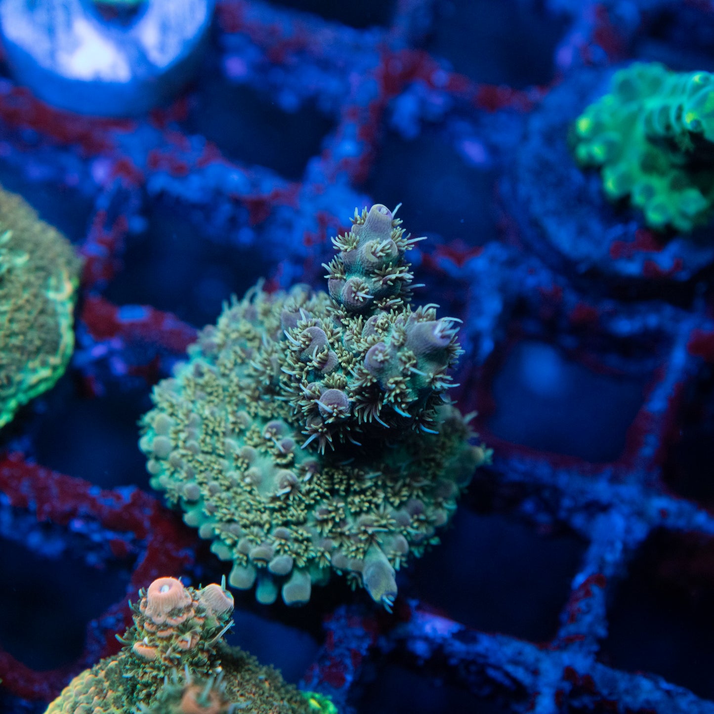 Assorted Acropora