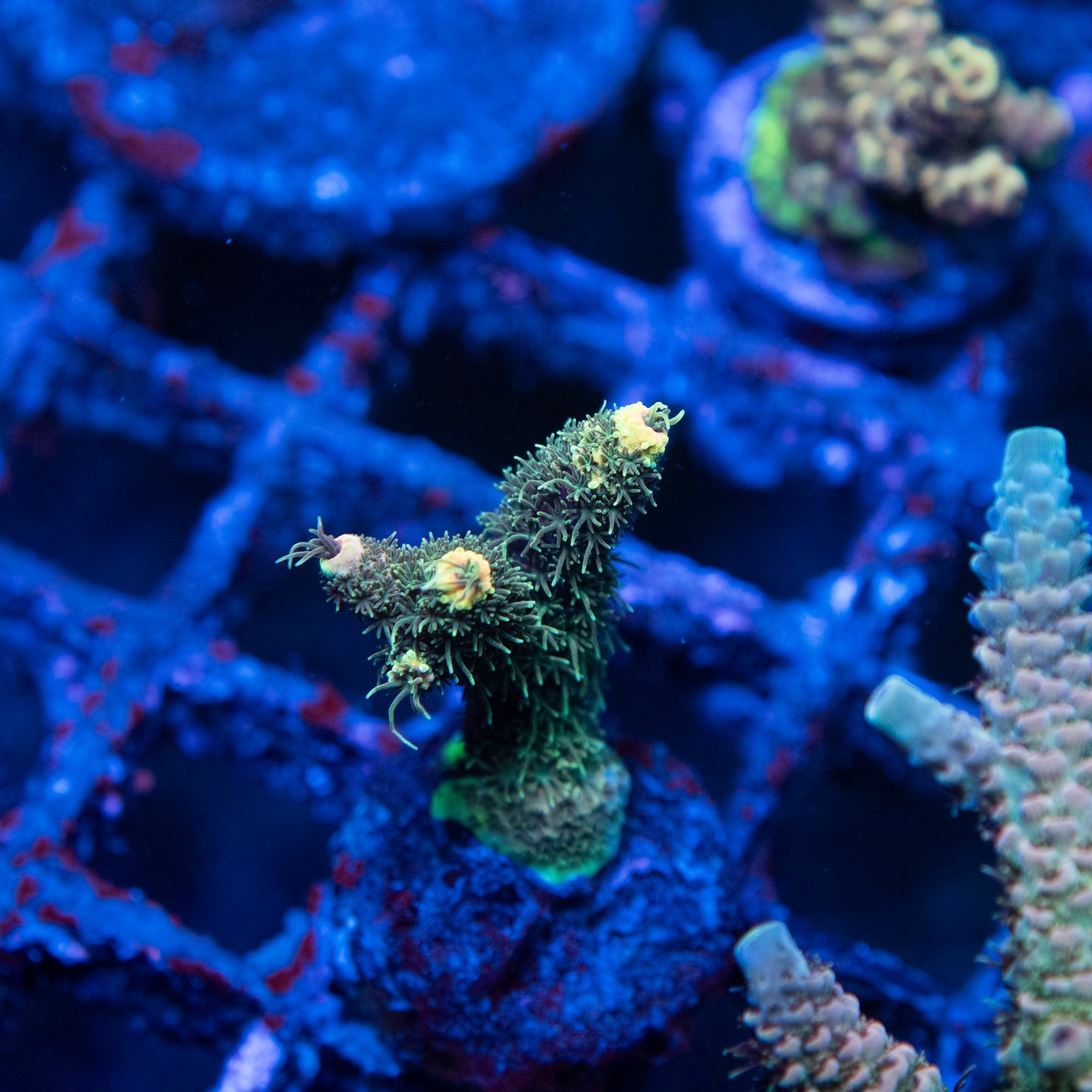 Rainbow Sherbet Acropora