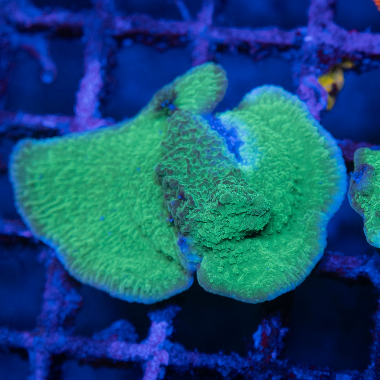 Green Cap Montipora