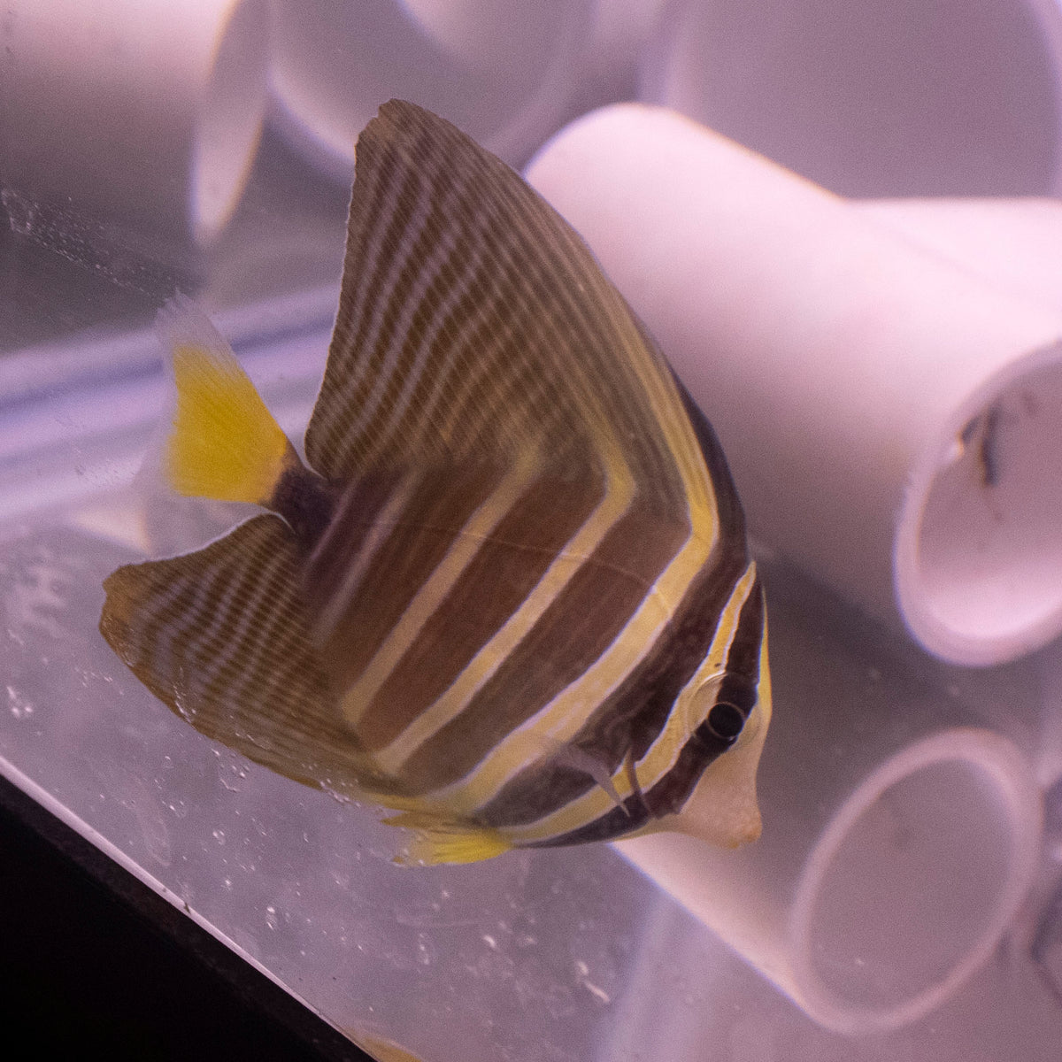 Sailfin Tang Zebrasoma