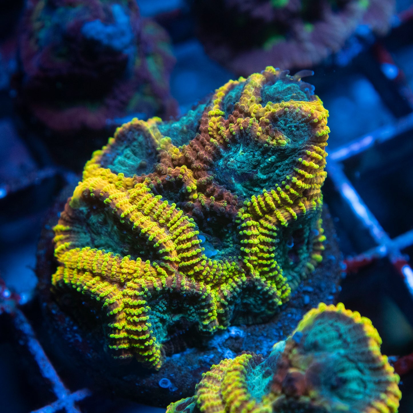 Yellow Submarine Favia