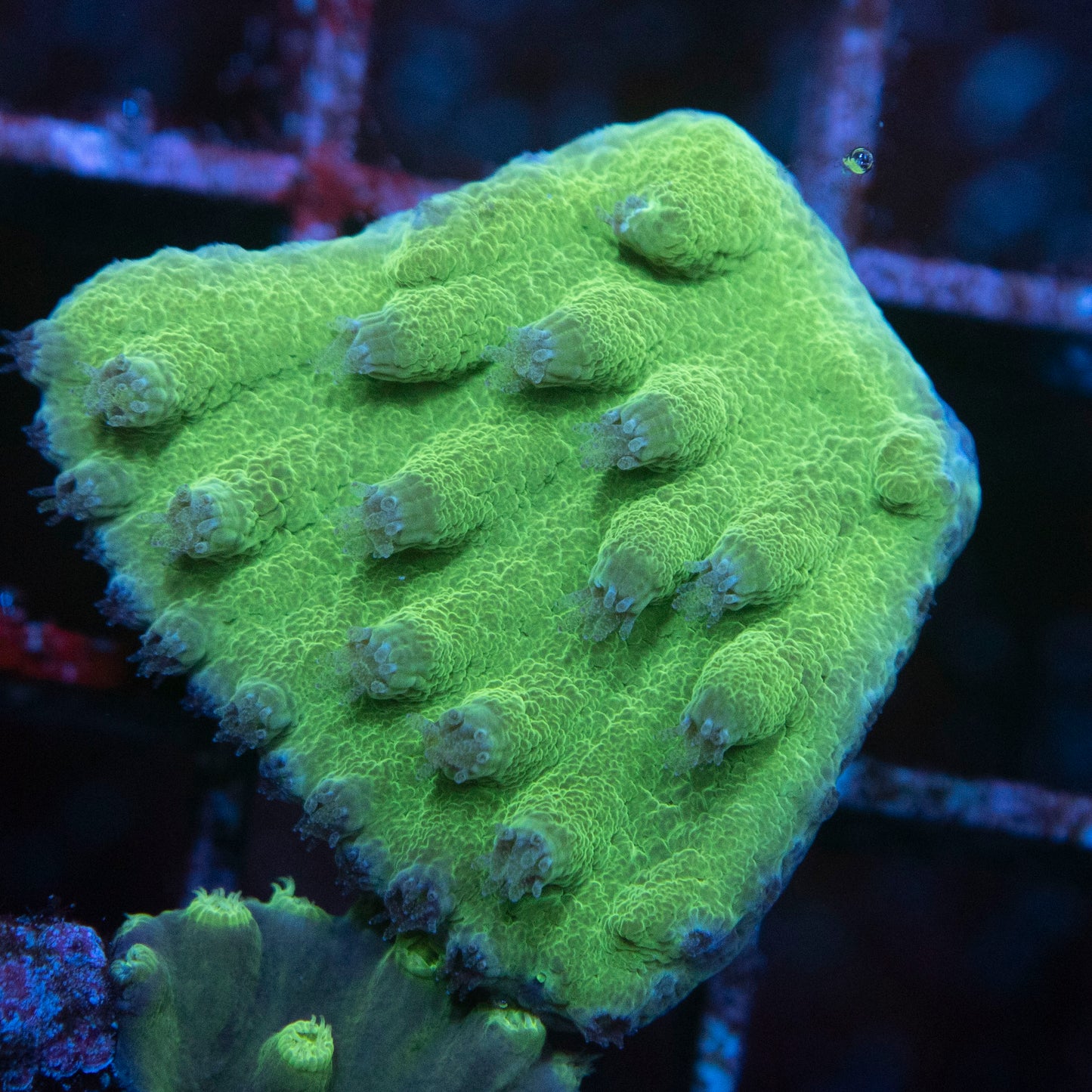Green Cup Coral