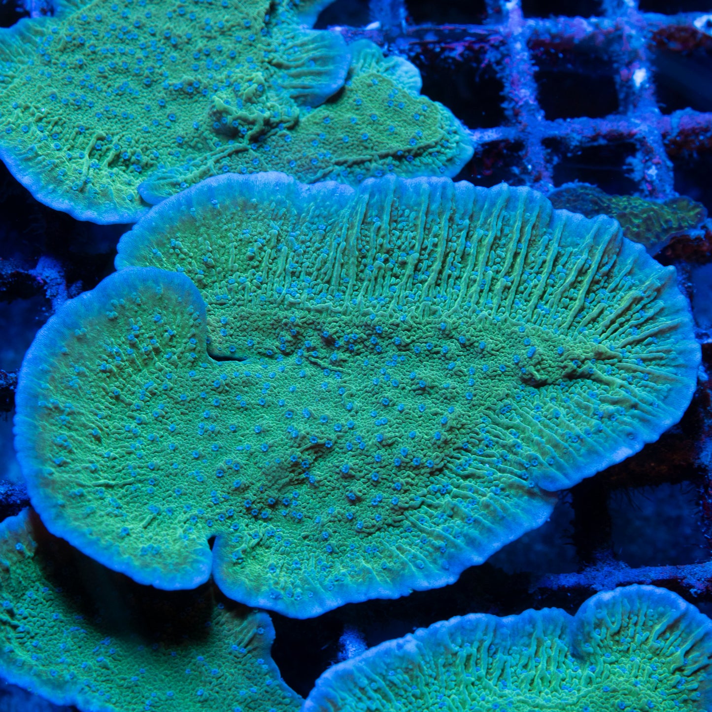 Blue Polyp Montipora Cap