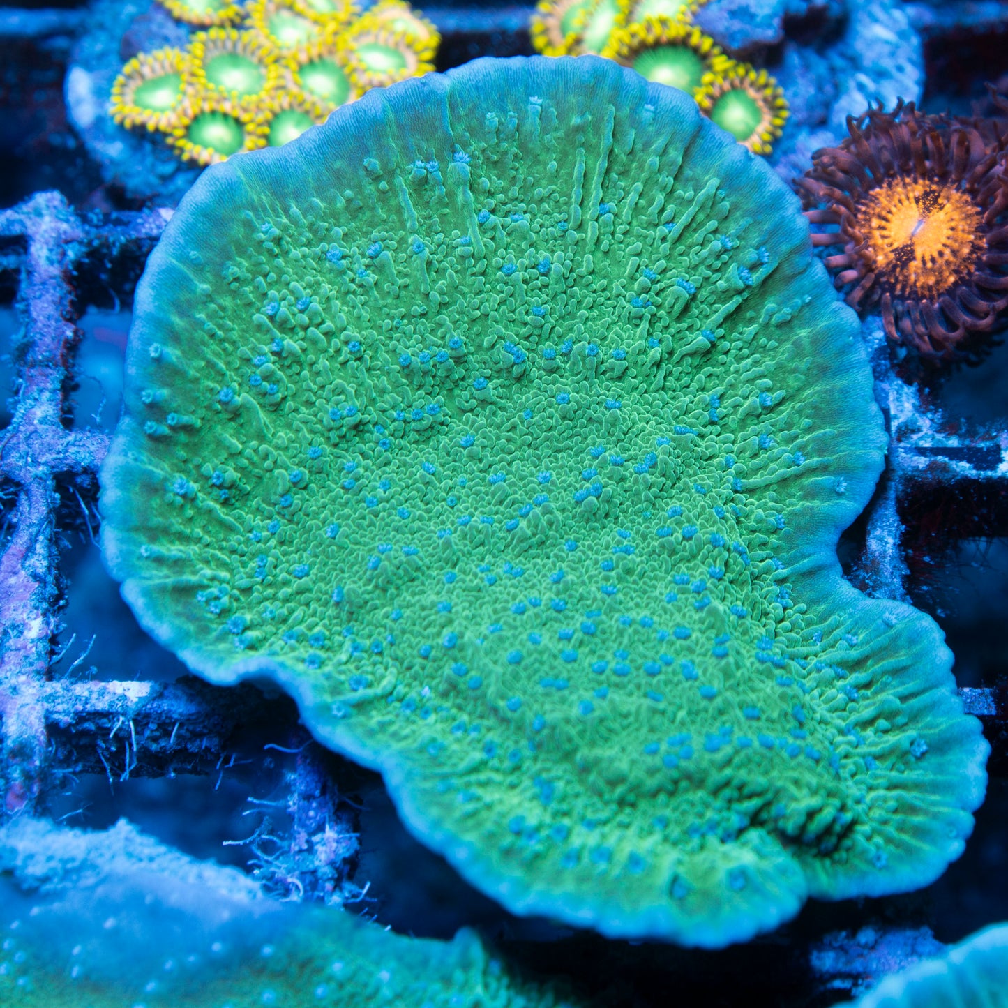 Green Cap Monti