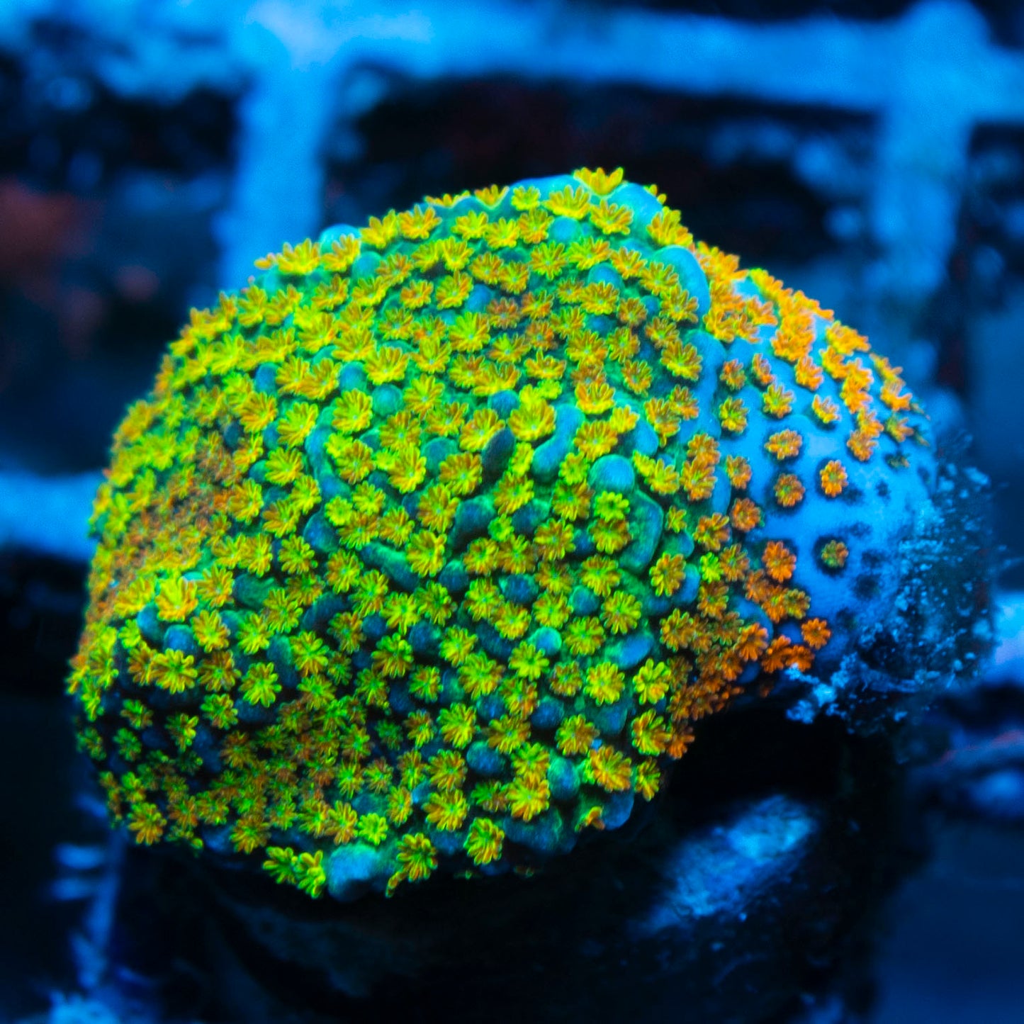 Rainbow Monti