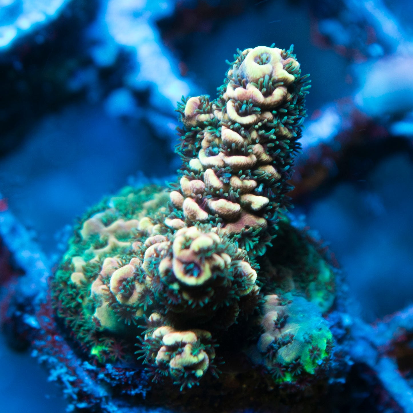 WWC Pink Panther Acro