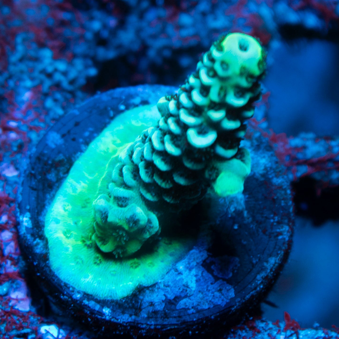 Assorted Acropora