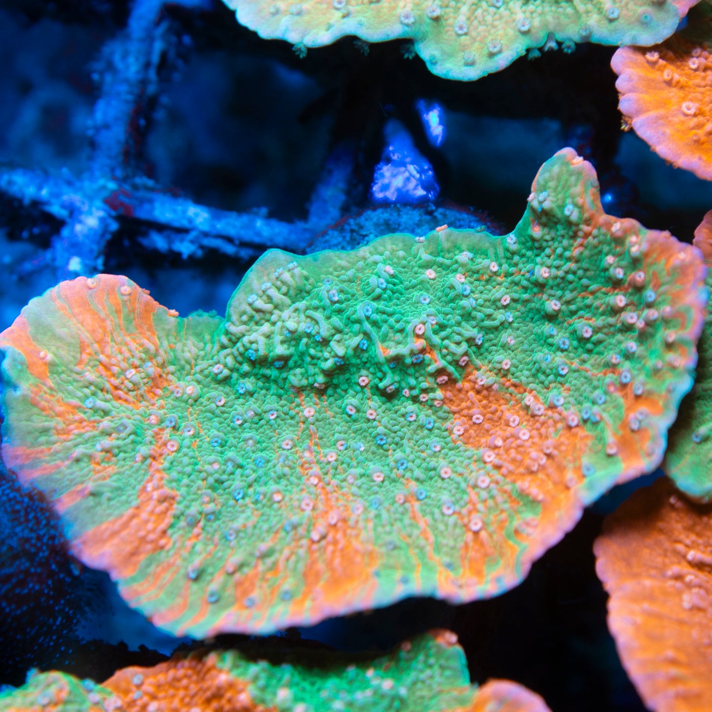 Graffted Montiopora Cap