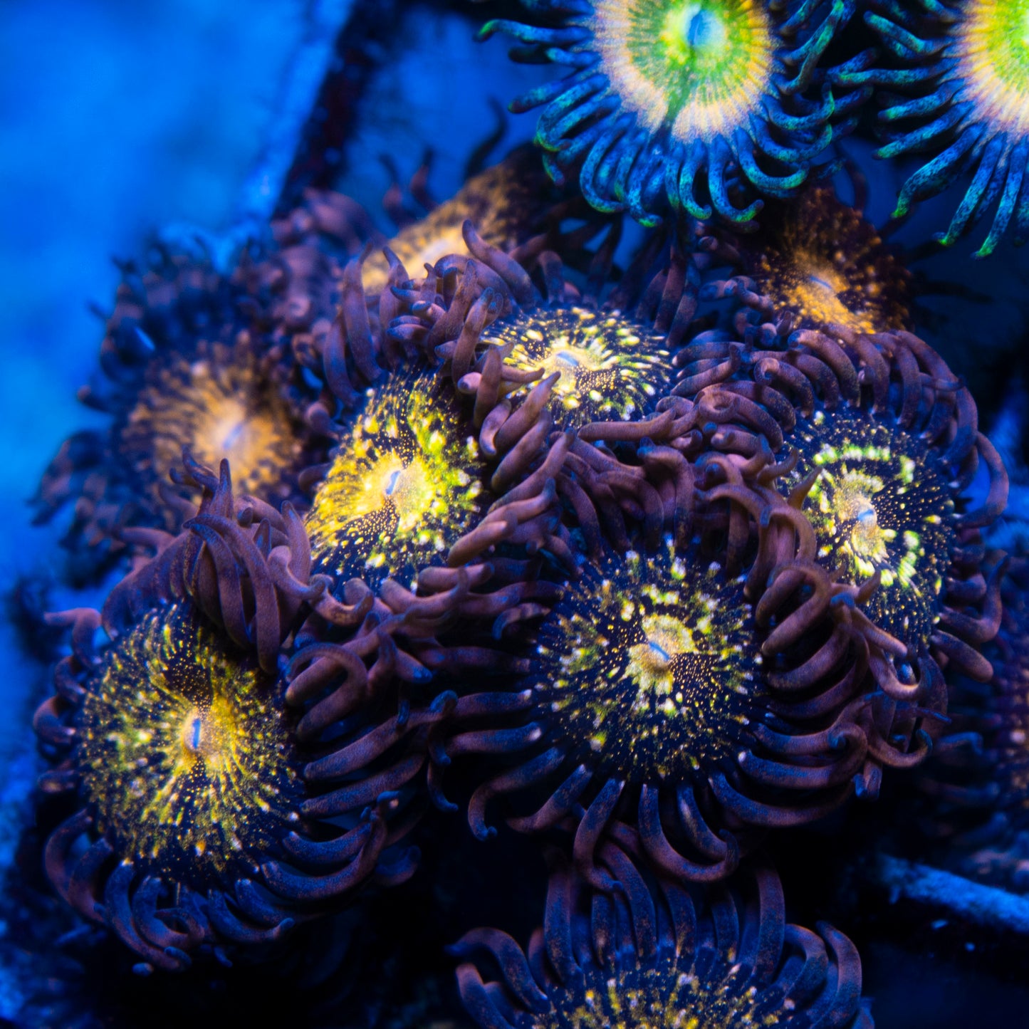 Pandora Zoas