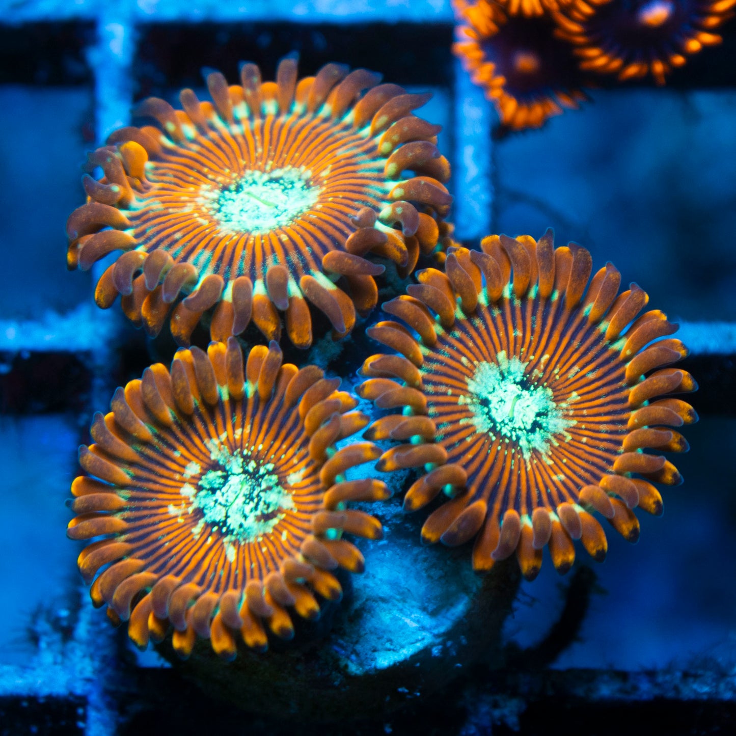 magician zoa